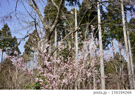 咲かけの桜 138194266