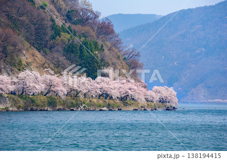 奥琵琶湖 海津大崎の桜 奥琵琶湖 海津大崎の桜 138194415
