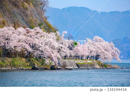 奥琵琶湖 海津大崎の桜 奥琵琶湖 海津大崎の桜 138194416