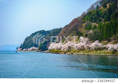 奥琵琶湖 海津大崎の桜 奥琵琶湖 海津大崎の桜 138194417