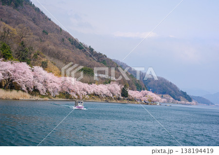 奥琵琶湖 海津大崎の桜 奥琵琶湖 海津大崎の桜 138194419