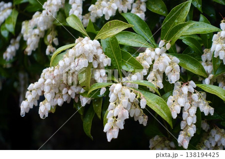 アセビ(馬酔木)の花と葉 アセビ(馬酔木)の花と葉 138194425