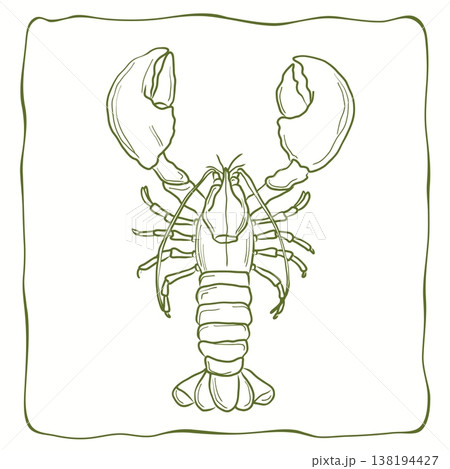 Hand-drawn outline of a single crayfish, detailed line art illustration Hand-drawn outline of a single crayfish, detailed line art illustration 138194427