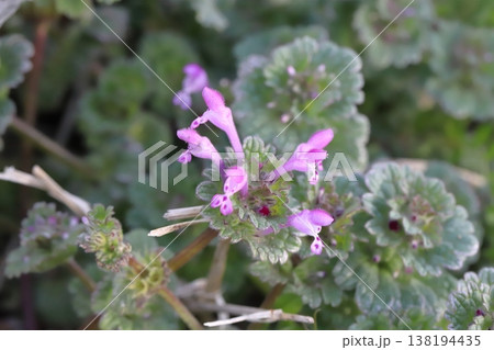 早春の道端に咲くピンク色のホトケノザの花 早春の道端に咲くピンク色のホトケノザの花 138194435