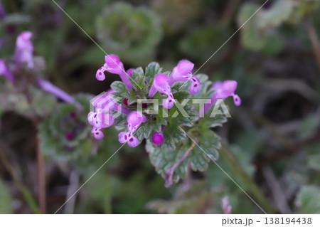 早春の道端に咲くピンク色のホトケノザの花 138194438