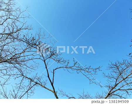 青空と枯れ木 青空と枯れ木 138194509