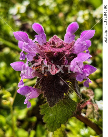 Detailed texture of a Lamium purpureum petals and leaves.  138194590