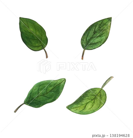 leaf apple watercolor set 138194628