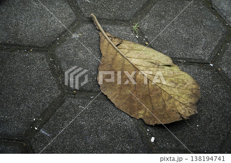 top view of dry leaves top view of dry leaves 138194741