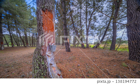 Maritime Pine Resin Industry, Spain 138194772