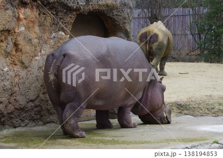 愛くるしいカバ 138194853