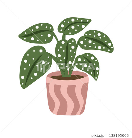 Indoor houseplant with spotted leaves in pink ceramic pot 138195006