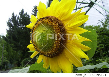大きな向日葵の花 1 大きな向日葵の花 1 138195121