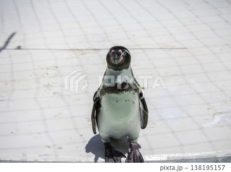 ペンギン ペンギン 138195157