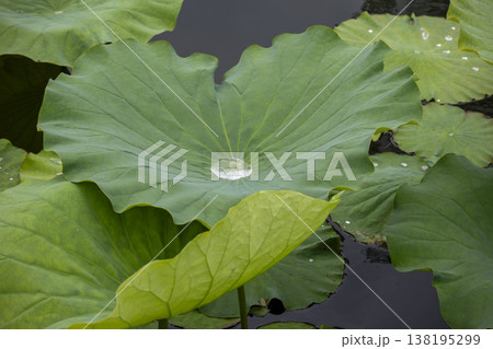 蓮の葉 138195299