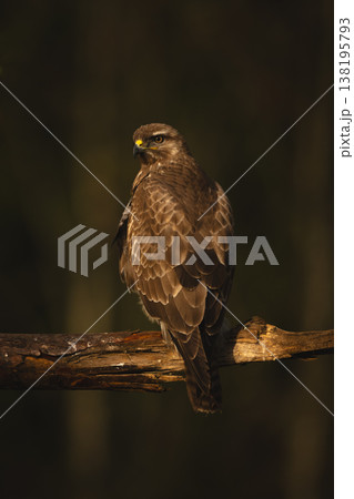 Common buzzard looking round on broken branch Common buzzard looking round on broken branch 138195793
