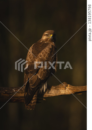 Common buzzard on broken bough looking round Common buzzard on broken bough looking round 138195798
