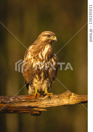 Common buzzard staring down from broken branch Common buzzard staring down from broken branch 138195811