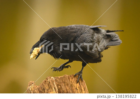 Common raven eats crumbs on one leg Common raven eats crumbs on one leg 138195822