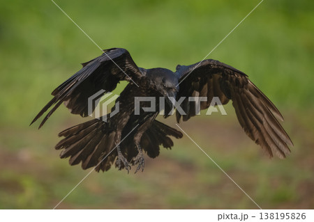 Common raven flares wings landing on grassland 138195826