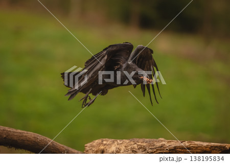 Common raven flies over logs holding food Common raven flies over logs holding food 138195834
