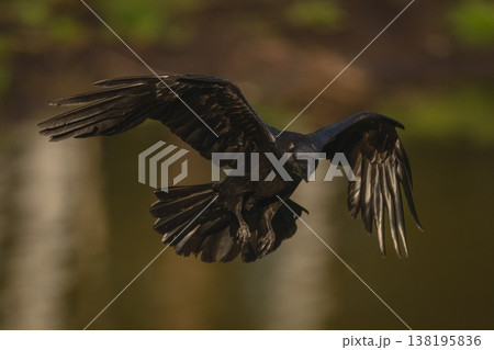 Common raven flies over pool towards camera Common raven flies over pool towards camera 138195836