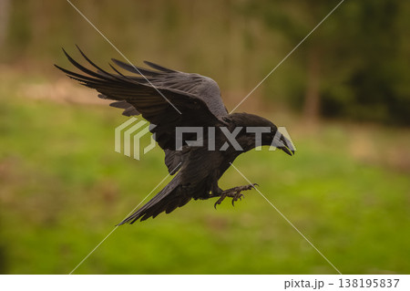 Common raven flies through clearing lifting wings Common raven flies through clearing lifting wings 138195837