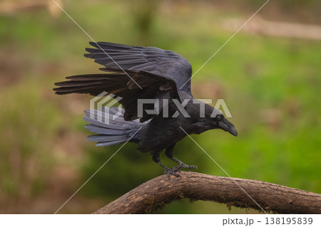 Common raven flutters wings on mossy log 138195839