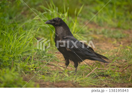 Common raven in grassy clearing in profile Common raven in grassy clearing in profile 138195843