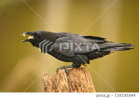 Common raven in profile eats on stump Common raven in profile eats on stump 138195844