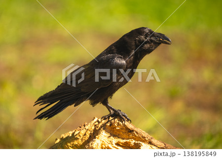 Common raven in profile on wooden log Common raven in profile on wooden log 138195849