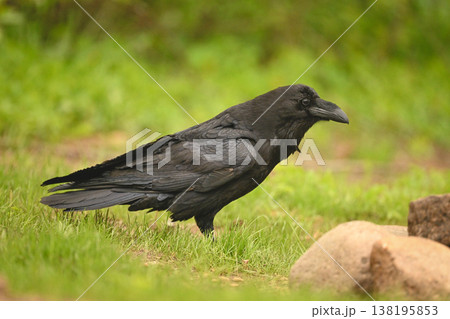 Common raven on grassy slope near rocks Common raven on grassy slope near rocks 138195853