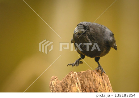 Common raven on one foot on stump Common raven on one foot on stump 138195854