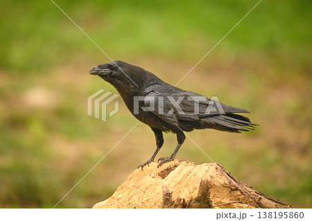 Common raven on tree stump in profile 138195860