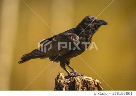 Common raven on tree stump in sunshine 138195861