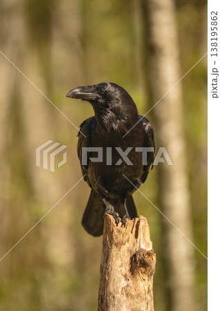 Common raven on wooden post turning head 138195862