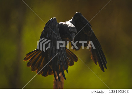 Common raven taking off from wooden post 138195868