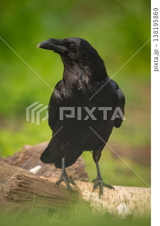 Common raven turns head on birch log 138195869