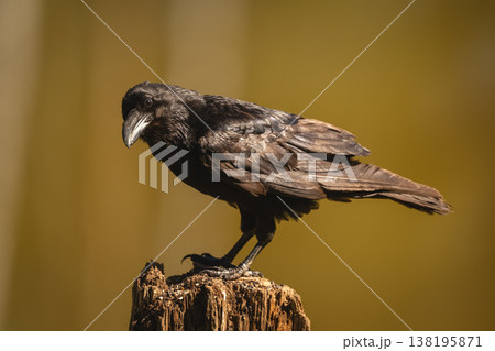 Common raven turns head on tree stump Common raven turns head on tree stump 138195871