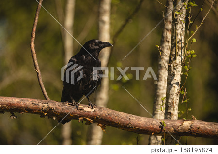 Common raven with catchlight on dry branch 138195874