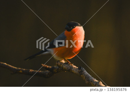 Eurasian bullfinch turns head on crooked branch 138195876