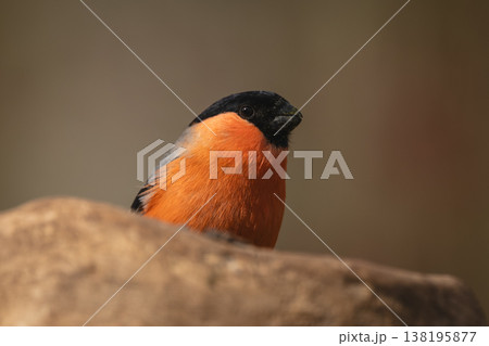 Eurasian bullfinch watches camera over tree stump 138195877