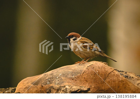 Eurasian tree sparrow in profile on log 138195884