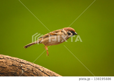 Eurasian tree sparrow jumping off sloping log 138195886