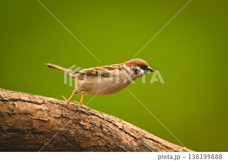 Eurasian tree sparrow jumps off sloping log Eurasian tree sparrow jumps off sloping log 138195888