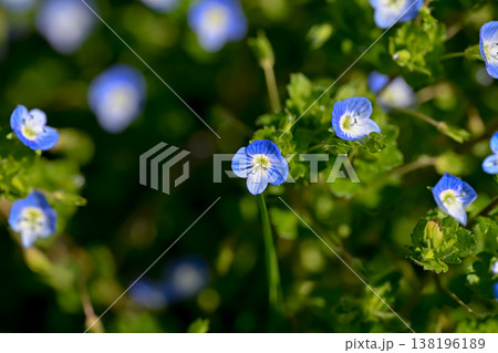 オオイヌノフグリ 138196189