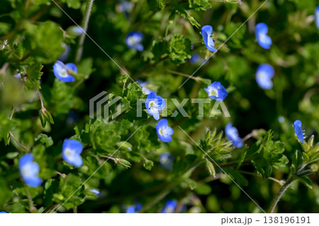 オオイヌノフグリ 138196191