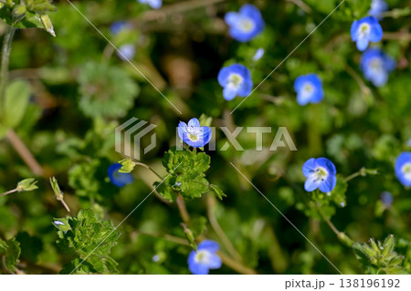 オオイヌノフグリ 138196192