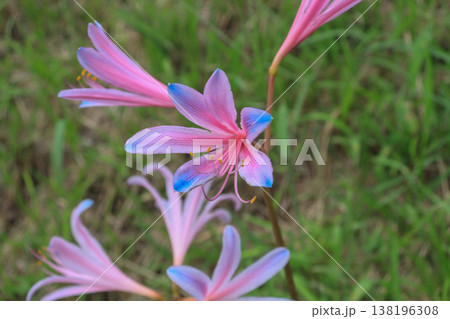 多年草の球根植物ピンク色の花が咲くナツズイセン 多年草の球根植物ピンク色の花が咲くナツズイセン 138196308
