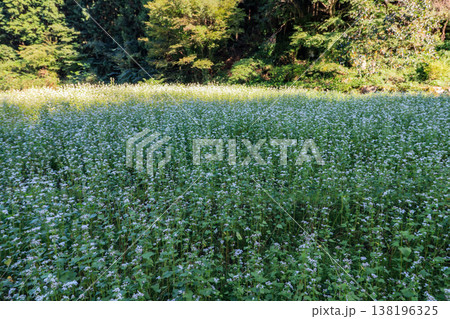 一面に白い花が咲く里山のソバ畑 一面に白い花が咲く里山のソバ畑 138196325